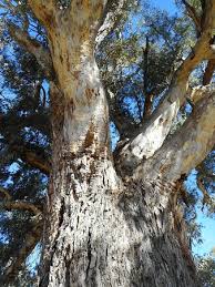 Check spelling or type a new query. Giant Gum Tree Picture Of Giant Red Gum Tree Orroroo Tripadvisor