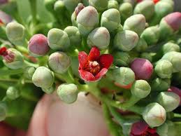 Image result for Canellaceae