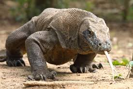 Maybe you would like to learn more about one of these? Komodo Dragon Indonesia Komodo Dragon Komodo Rainforest Animals