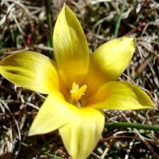 Image result for Romulea camerooniana