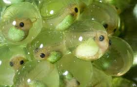 Image result for frogs