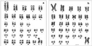 The most common karyotypes for females contain two x chromosomes and are denoted 46,xx; G Banded Karyotypes A Cavia Tschudii Male B Cavia Porcellus Female Download Scientific Diagram