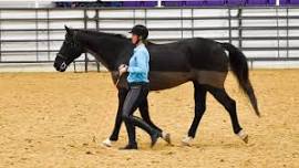 3-Day Horsemanship & Liberty Workshop with Kathy Baar