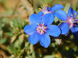 Image result for Lysimachia monelli