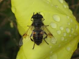 Check spelling or type a new query. Pin By Maryann Smale On Bees Wasps Ants Bee Bees And Wasps Honey Bee