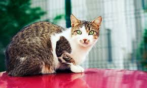 To adopt a rescued pet go to k9friends.com, eawsuae.com or rakawc.com. Stray Cats In Dubai Community Things To Do Culture Time Out Dubai