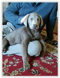 Facts about charcoal lab puppies & silver labrador puppies. Explore Happy Healthy Silver Labrador Puppies In Nc Happy Lab Kennels