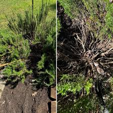 Image result for rosemary pruning