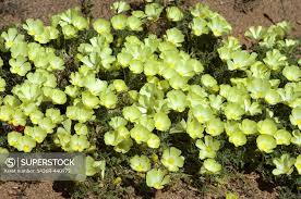 Image result for Grielum