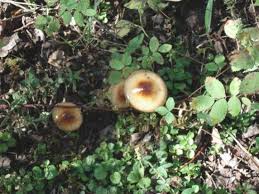 Luckily, you can avoid the slimy grossness by removing your mushrooms from their plastic container as soon as you get home from the grocery store. I Couldn T Believe How Slimy These Mushrooms Were Picture Of Grande Cache Canadian Rockies Tripadvisor
