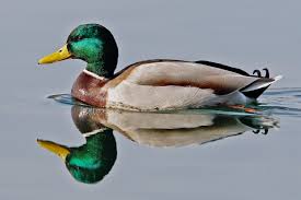 Vogelwarte Ch Nourrissage Des Oiseaux D Eau