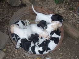 1 to 50 of 390 page 1 1 2 3 4 5 6 7 8 next>>. Pointer Puppies In Arkansas