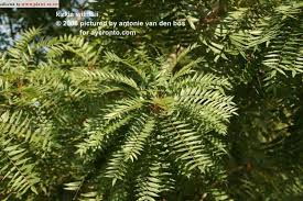 Image result for Kirkiaceae