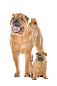 Adopt kenai a shar pei / mixed dog in lexington, ky (31344893) adopt kenai a shar pei / mixed dog in lexington, ky Want To Know About The Chinese Shar Pei Temperament
