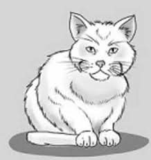 This completes the outline of the head. How To Draw A Cat Front View Sitting Front View And Side View