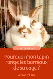 Epingle Sur Rabbits Rodents Lapins Rongeurs