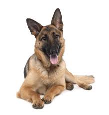 Like what was explained earlier, the price depends on what the breeder has already spent as an investment on the dog. German Shepherds As Pets Cost Life Expectancy And Temperament Embora Pets