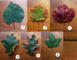 Fruit samples, full size specimens, leaf, bark and flower. Plant Id Forum Leaf Identification Garden Org