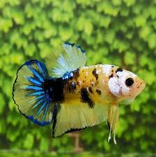 Betta fish are best known for being small, colorful pets with big personalities. Yellow Koi Plakat For Sale Center Of Betta Fish For Sale