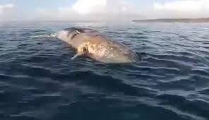 Satpolairud res pandeglang bersama warga berhasil melepasliarkan kembali paus sperma ini ke lautan bebas pada jumat (17/1/2020). Bangkai Paus Sperma Sepanjang 12 Meter Terdampar Di Perairan Bali Bagian 1