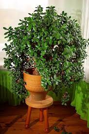 Money Tree Plant Care How To Look After Your Jade Plant Plants Money Tree Plant Care Jade Plants