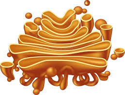 Golgi Apparatus Vector Illustration Of Golgi Apparatus Aff Apparatus Golgi Vector Golgi Illustration Ad Cell Organelles Plant Cell Cells Project