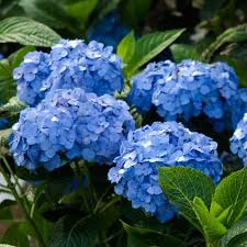 Hydrangea Let S Dance Rhythmic Blue Hydrangea Care Flower Garden Plans Buy Hydrangeas