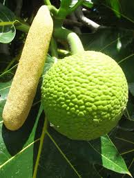 Benefits Of Breadfruit And Leaves In 2020 Breadfruit Fruit World Fruit Plants