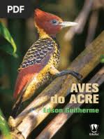 Image result for Eriocaulon angustibracteatum