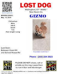 Brisbane north lost pet register. Wallingford Ct Lost Tan Dog Lost Dogs Connecticut Facebook