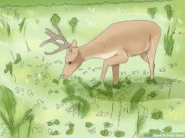 4 Ways To Feed Deer Wikihow