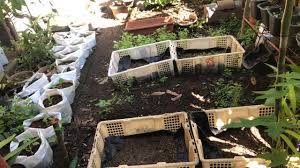 Tampak sebuah pohon dengan ranting. Berkebun Di Pekarangan Rumah Sendiri Solusi Pangan Di Masa Pandemi Mongabay Co Id Mongabay Co Id