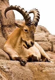20 Billy Goat Ideas Goats Animals Mammals