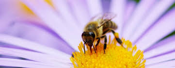 Best flowers for bees ireland. How Native Irish Seed Bombs Benefit Our Bees Wildflower Seed Bomb Mix