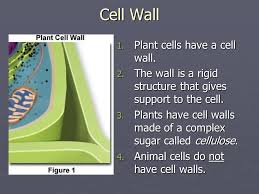 Plant and animal cell have a few differences given in the figure below. Chapter 4 Section 2 Eukaryotic Cells Ppt Video Online Download