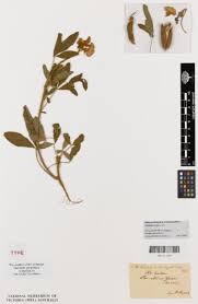 Image result for Crotalaria micans