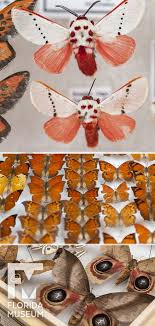 Pin On Florida Museum Research