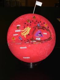 You can make a model from nearly any supply or material, but no project is quite as fun as an edible animal cell. 79 Cell Model Projects Ideas Cell Model Project Cell Model Seventh Grade