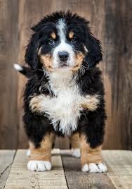 The results certainly proved themselves. Bernedoodle Dog Breed Information Facts Temperament Size All Things Dogs All Things Dogs