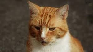 ely sainsburys cat garfield holds book signing bbc news