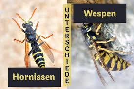 Die nun in norddeutschland aufgetauchte asiatische hornisse stellt für wichtige heimische insekten eine gefahr dar. 14 Unterschiede Zwischen Wespen Und Hornissen Gartenlexikon De