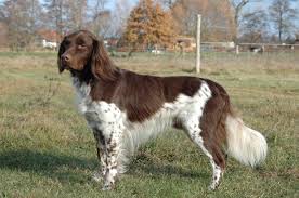 Image result for Malý münsterlandský ohař