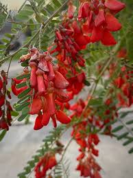 Image result for Millettia usaramensis