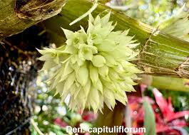 Image result for Pittosporum abyssinicum