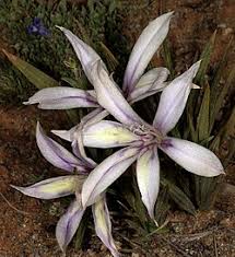 Image result for Babiana bainesii