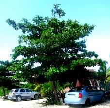 We did not find results for: Tropical Almond Tree Terminalia Catappa