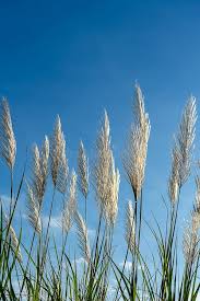 Image result for Phragmites karka