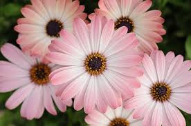 Perennial plants need time to prepare for winter, or harden off. Osteospermum Serenity Pink Magic African Daisy Serenity Pink Magic Cape Daisy Serenity Pink Magic Serenity Ser Plants Colorful Succulents Porch Plants