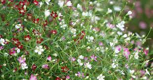 Growing Gypsophila Paniculata Plants How To Care For Baby S Breath