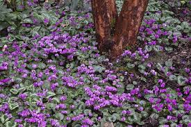 Persian Violet Cyclamen Coum Around Base Of Tall Stewartia Winter Garden Garden Flowers